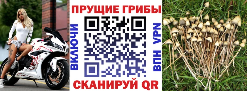 Галлюциногенные грибы GOLDEN TEACHER  магазин продажи   Вязники 